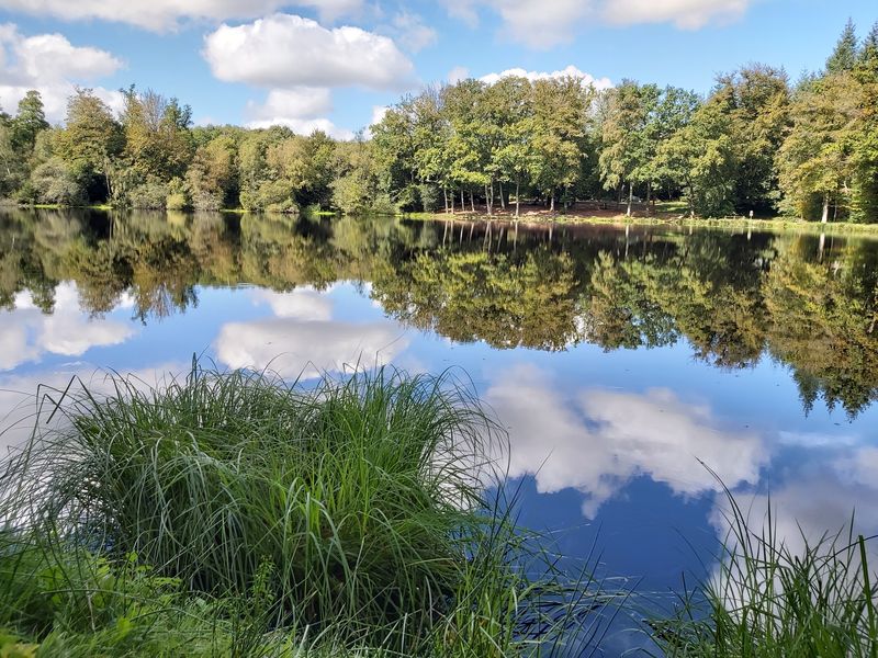 la lande forêt800 BIT La Ferté-Macé la lande forêt800