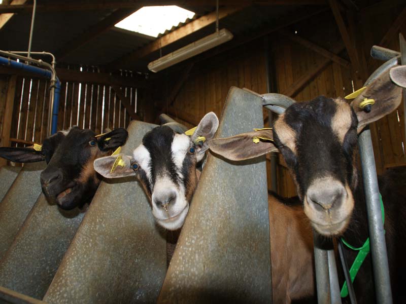 ©Tourisme 61 Les chèvres de la Hutte