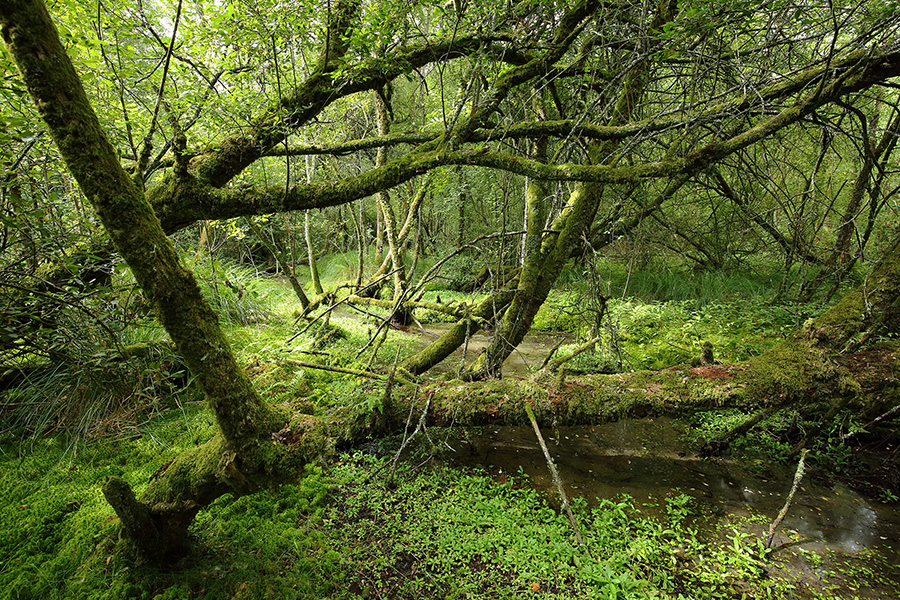 © C Aubert Etang de la lande forêt - Le Grais