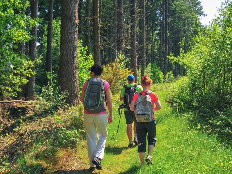 Au coeur du massif forestier