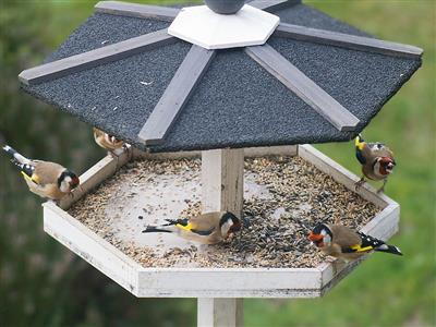 Grand Comptage des oiseaux des parcs et jardins Le 25 janv 2025