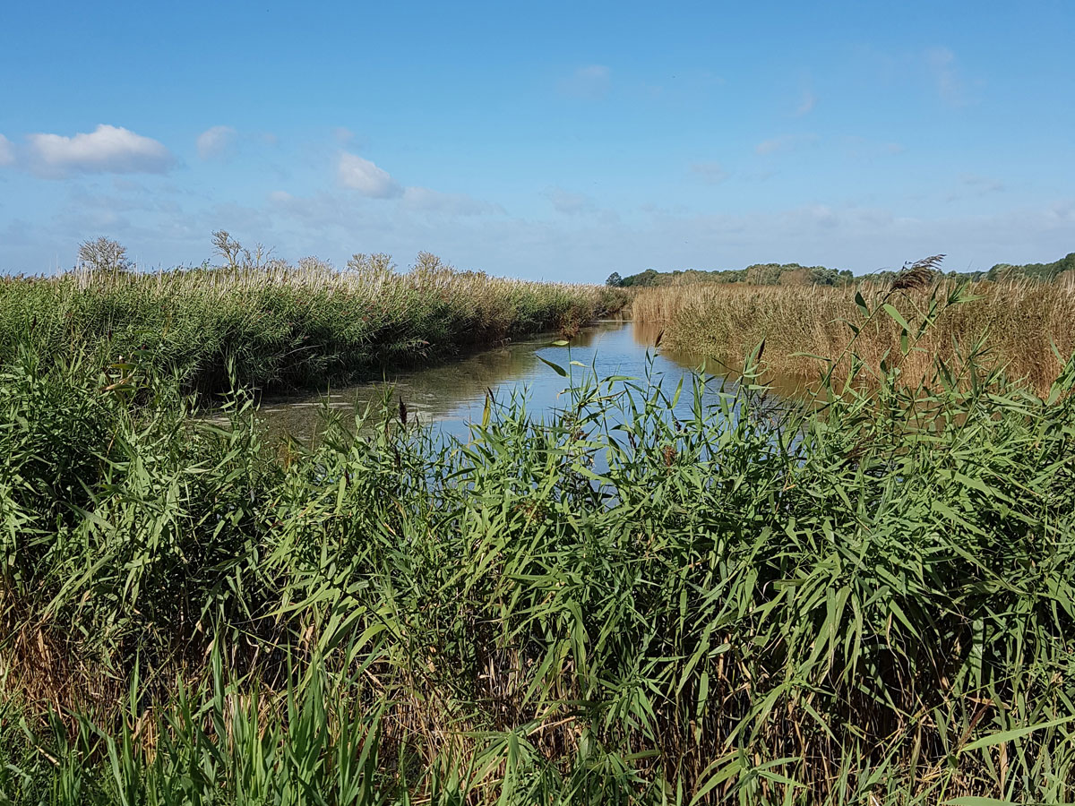 marais-estuaire-automne-©-M