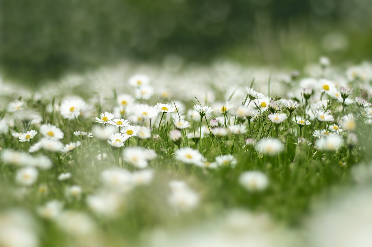marguerite ©NOSODA marguerite