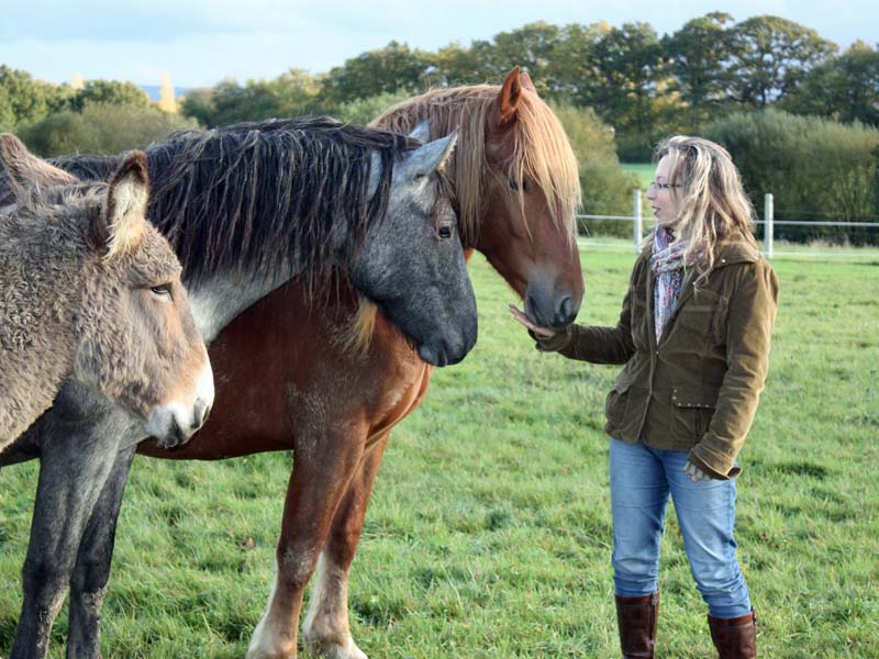 ©L. Fabre Médiation équine - Montmerrei