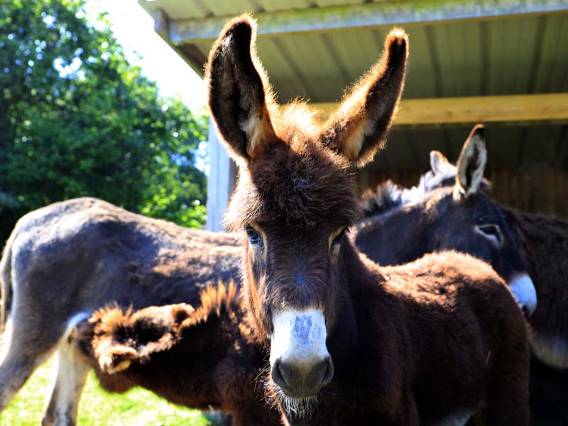 ©J.E. Rubio - CD61 Mélisâne - Le Bouillon