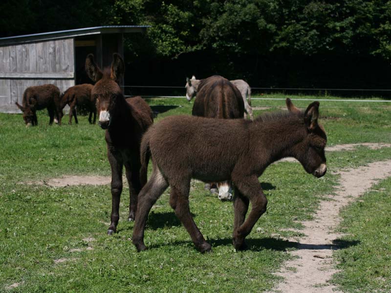 ©J.E. Rubio - CD61 Mélisâne - Le Bouillon