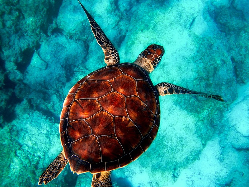 mer800Sans titre ©Pixabay.com mer800Sans titre