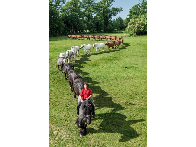 ©La Michaudière Ferme du cheval de trait - Juvigny sous Andaines