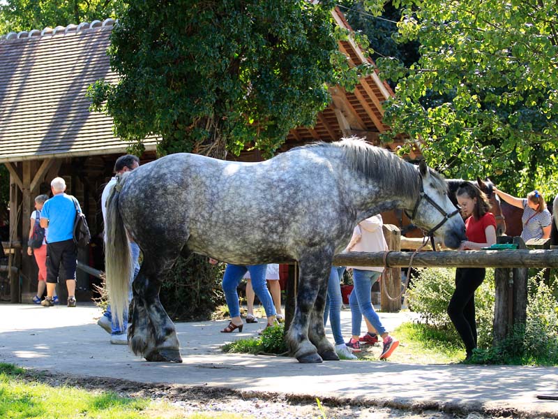 ©JE Rubio Ferme du cheval de trait - Juvigny sous Andaines
