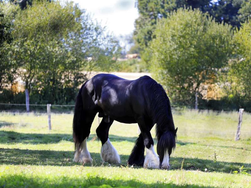 ©JE Rubio Ferme du cheval de trait - Juvigny sous Andaines