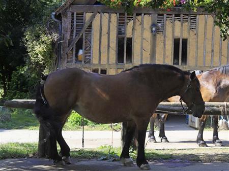 Ferme du cheval de trait - Juvigny sous Andaines