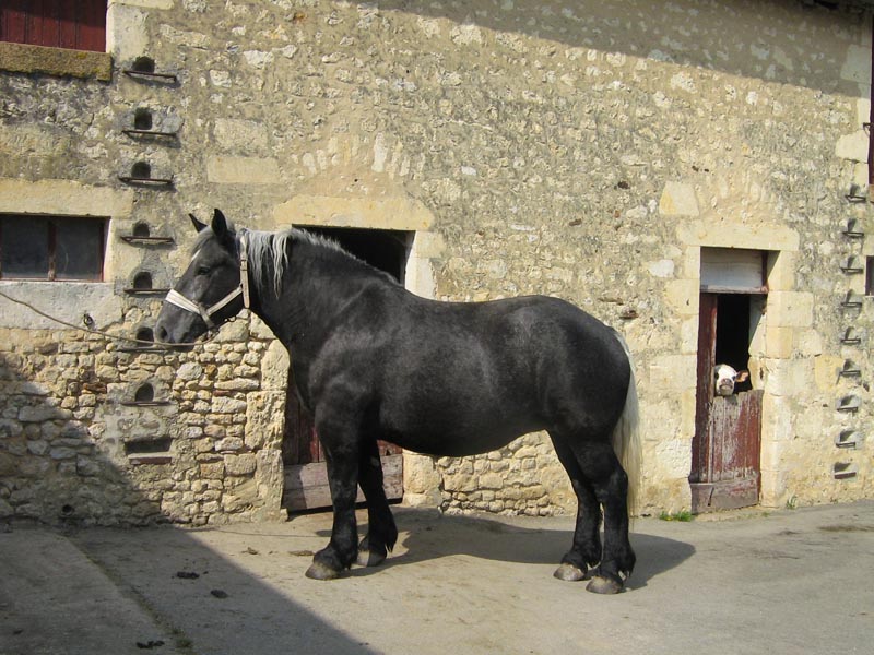 ©Tourisme 61 Elevage du Moulin du Buat - St Germain de la Coudre