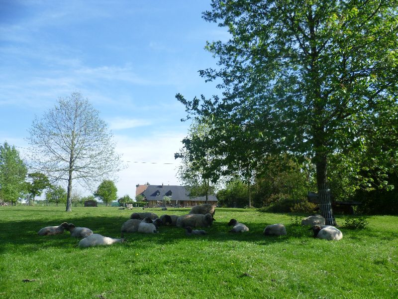 moutons & gîte mai 2017