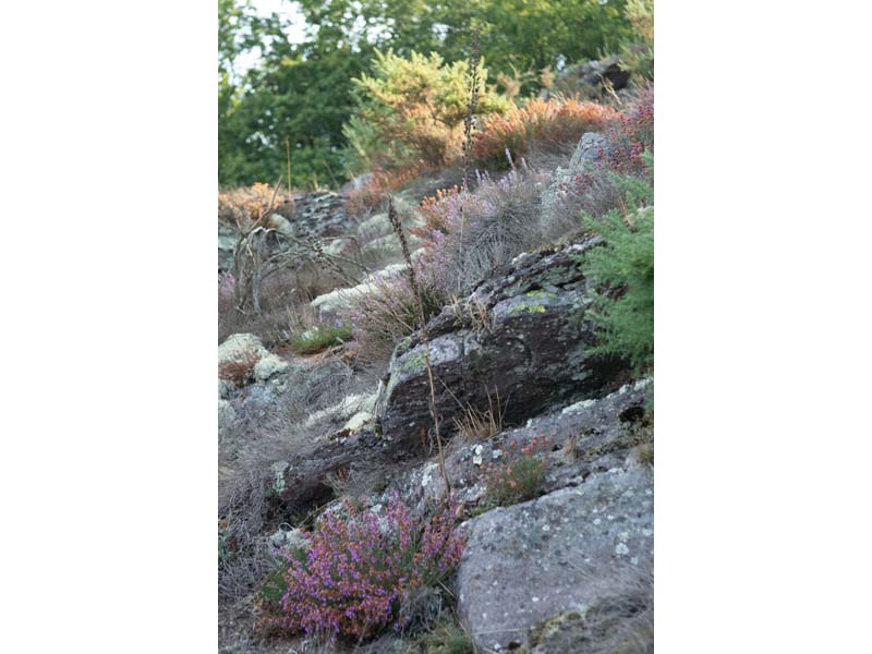 ©David Commenchal La Roche d'Oëtre - St Philbert sur Orne