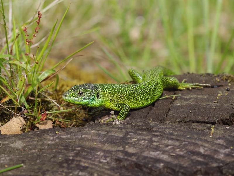 ©Benoit Lesecq La Roche d'Oëtre - St Philbert sur Orne