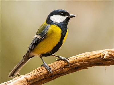 Découverte des oiseaux Le 19 janv 2025