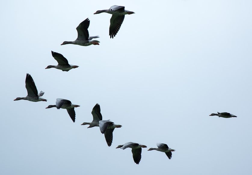 oiseaux migrateurs ©franceculture