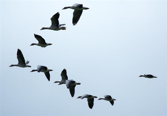 Sortie nature : Observation des passereaux migrateurs