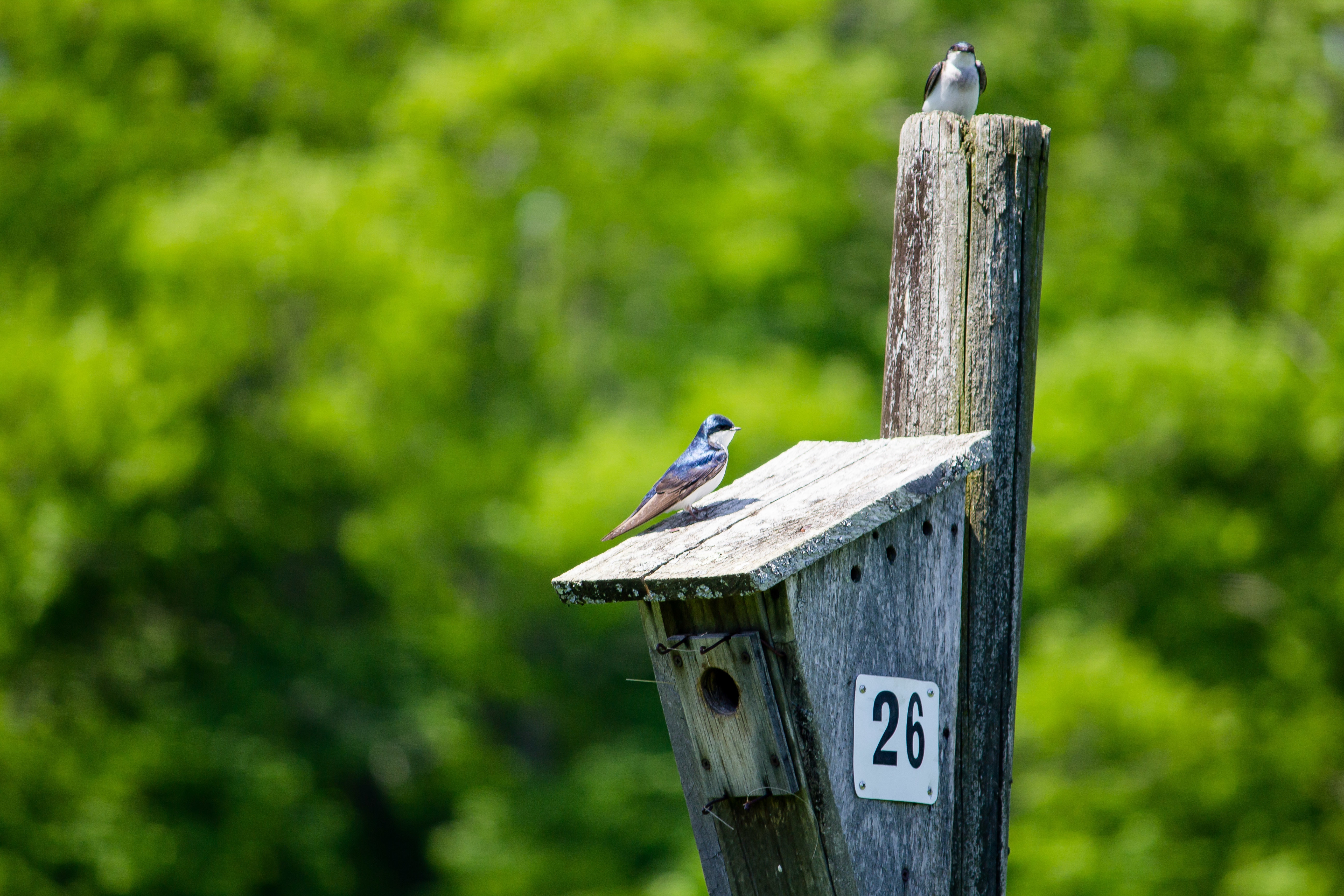 oiseaux sur nichoir (freepik)