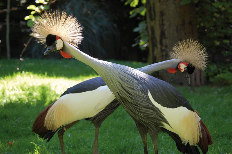 Parc animalier Saint-Martin