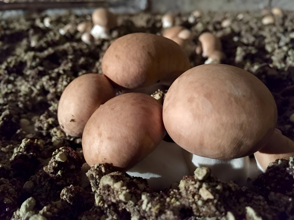 Petits champignons de Paris