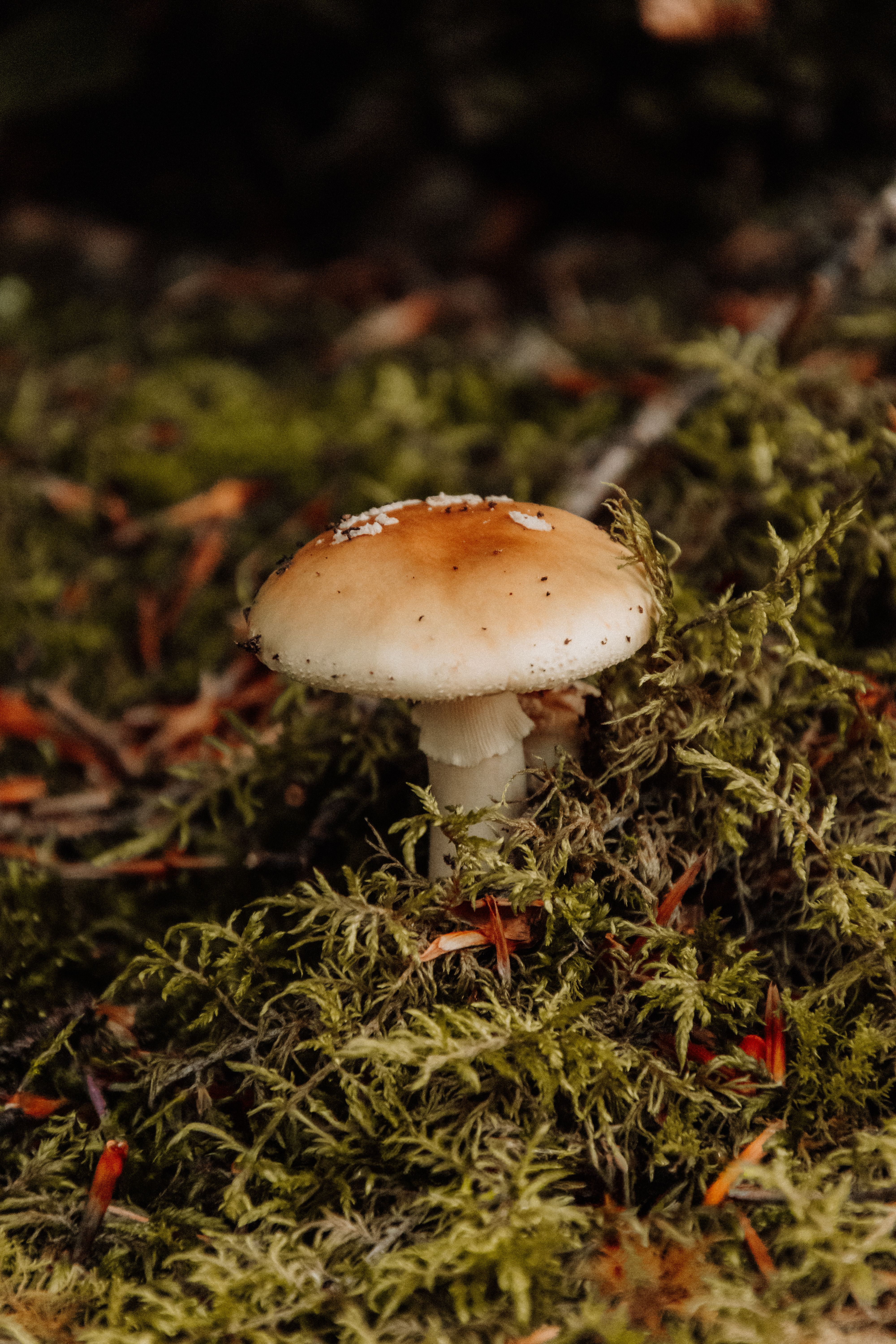 Sortie mycologique