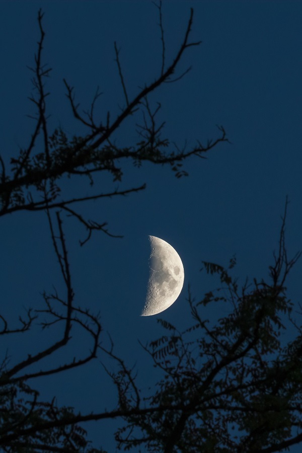 Balade nocturne en forêt