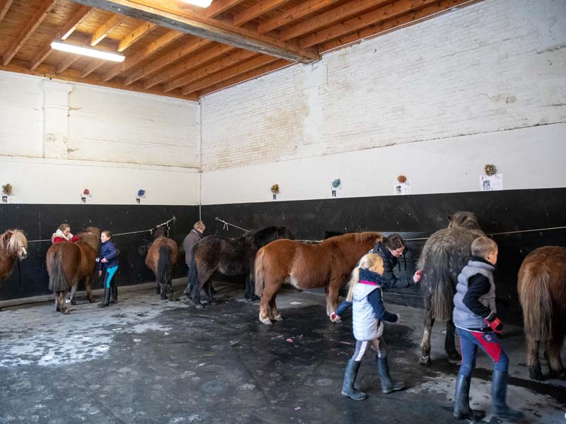 ©David Commenchal Les P'tits Pin - Haras national du Pin