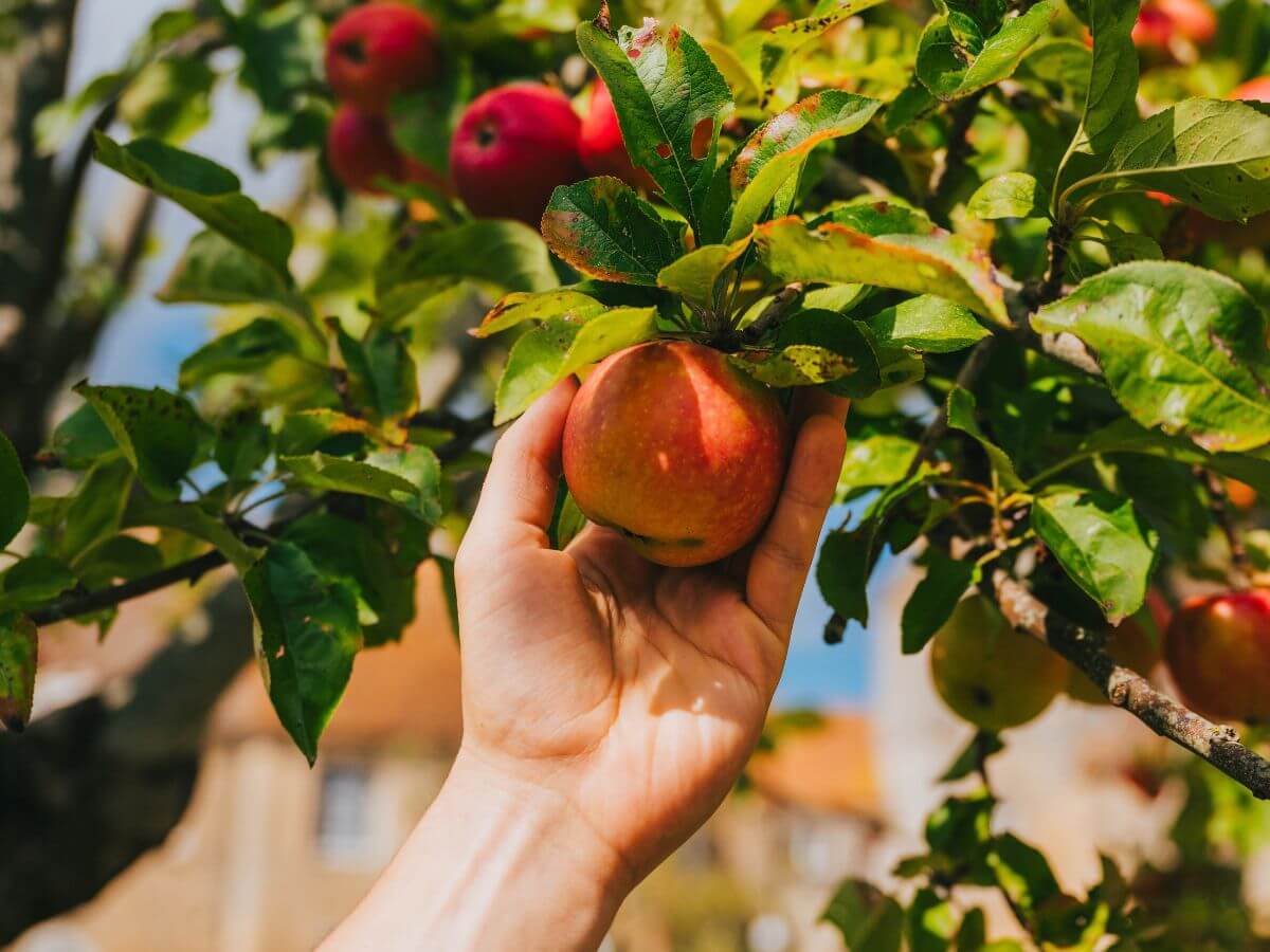 Fête de la pomme au Prieuré Saint-Gabriel