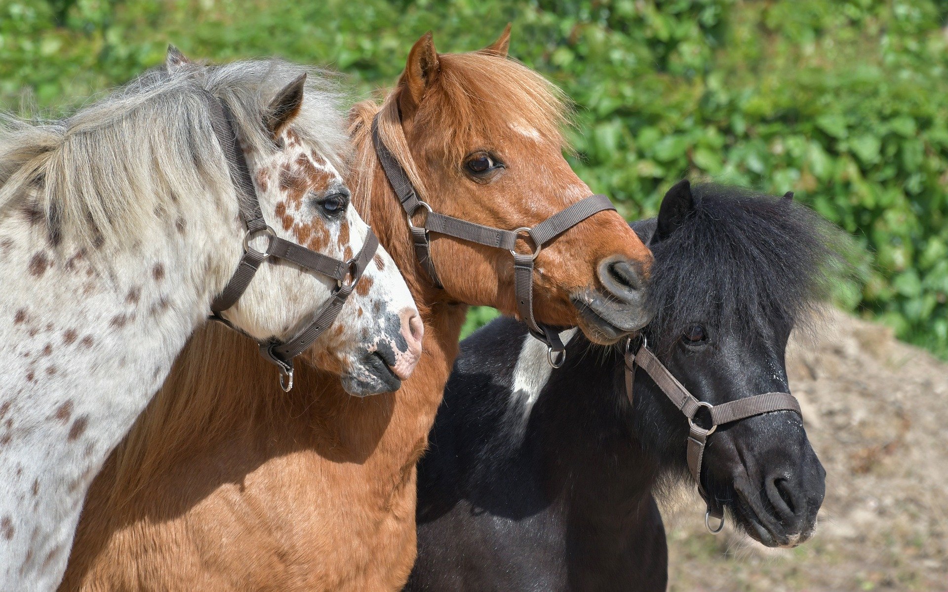 pony-3779312-1920 Pixabay pony-3779312-1920