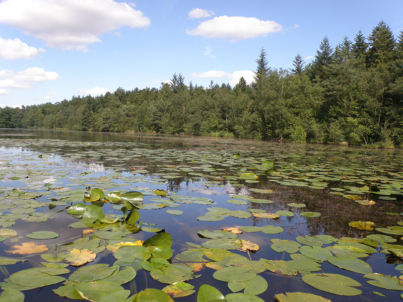 © Parc naturel régional du Perche Réserve naturelle régionale de Bresolettes