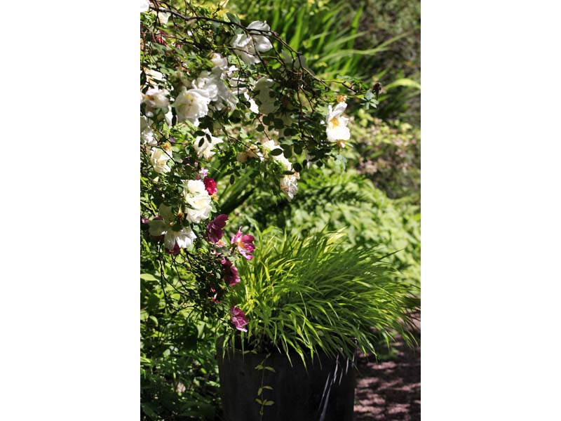 ©JE Rubio Jardin Retiré - Bagnoles de l'Orne