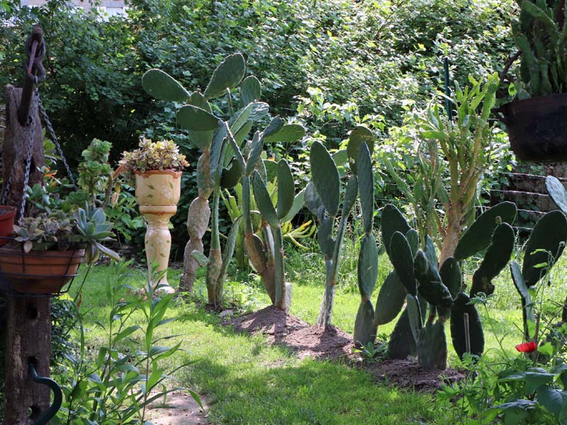 ©M. Beslin GDF61 Jardin du clos de la vieille court - La Carneille