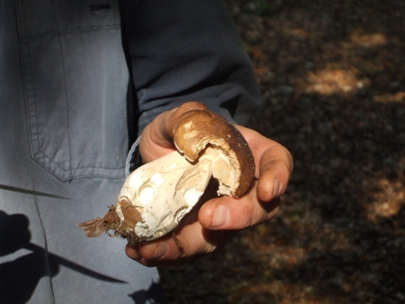 sortie-champignons2-Forêt de Cerisy