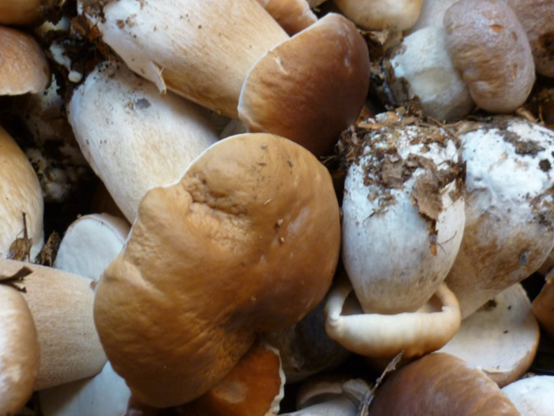 sortiechampignon-800-2 ©Pixabay sortiechampignon-800-2
