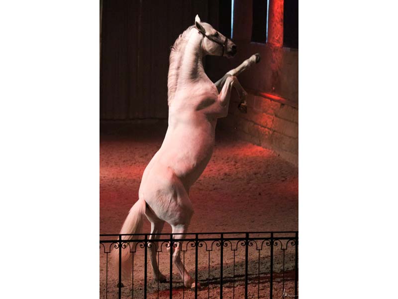 ©Mélanie Guillamot Spectacle équestre au Haras national du Pin