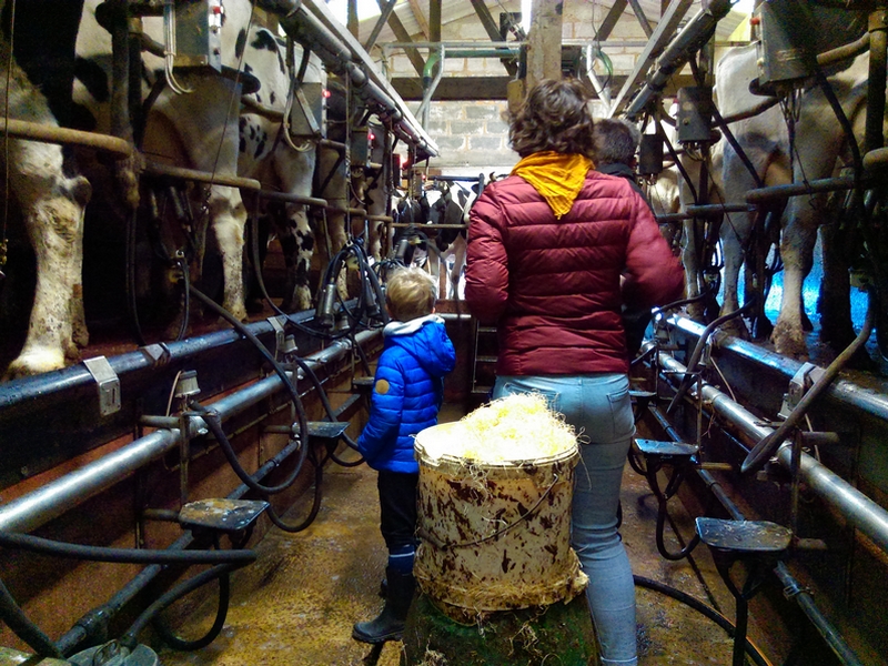 Domfront En Poiraie : Rendez-vous pour la traite des vaches