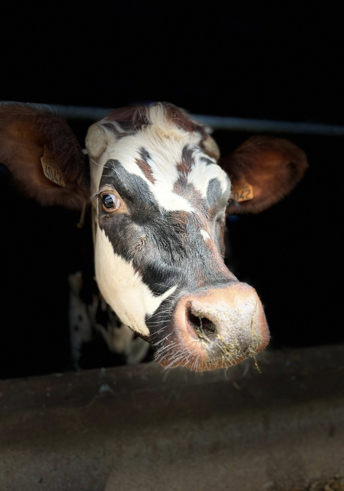 Vache