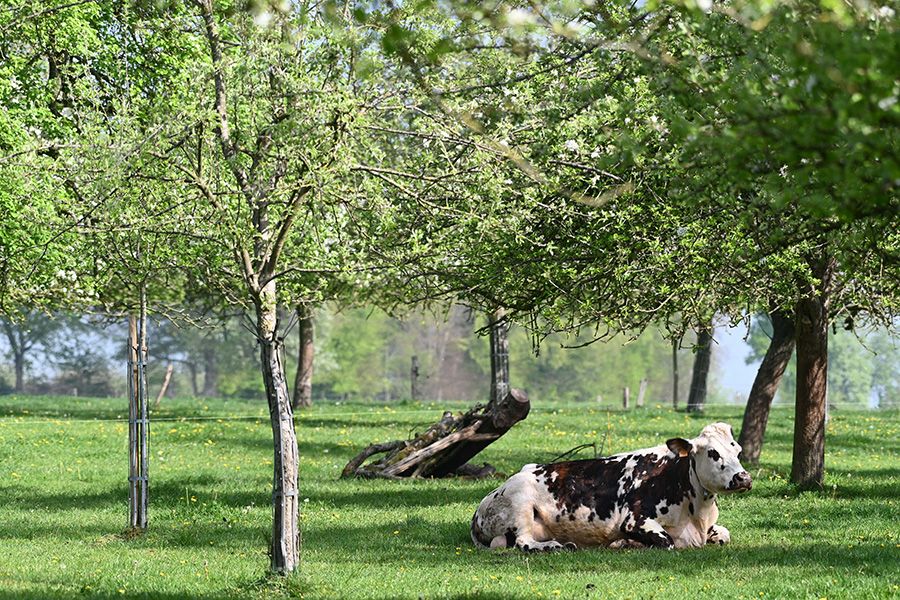© Pacory-Ferme-Grimaux Ferme des Grimaux - Mantilly
