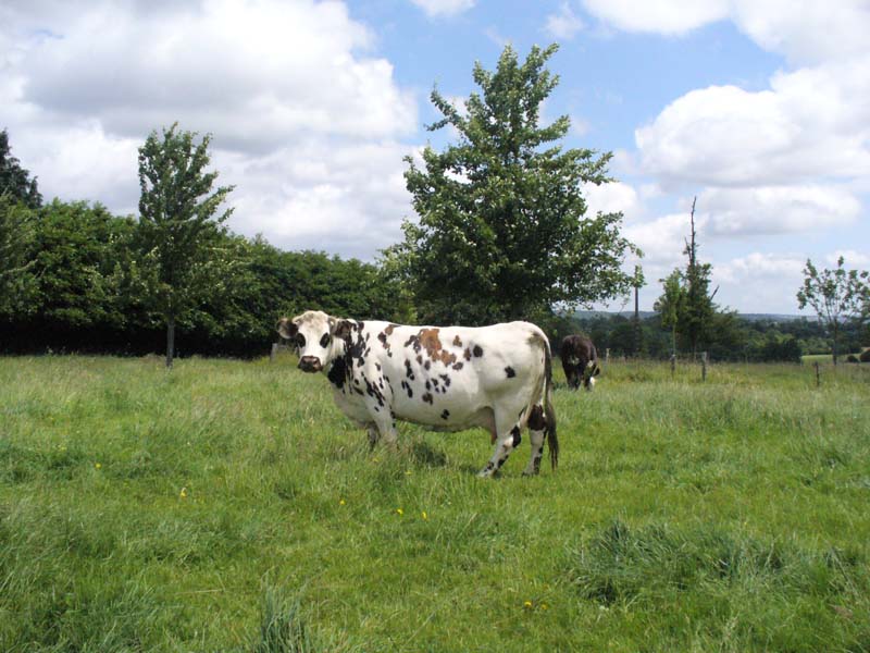 ©Orne Tourisme GAEC Choisnard - Crouttes