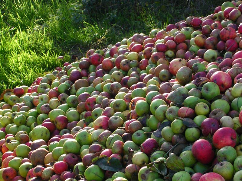 Vergers de la Morinière - La Fresnaie Fayel ©Orne Tourisme Vergers de la Morinière - La Fresnaie Fayel